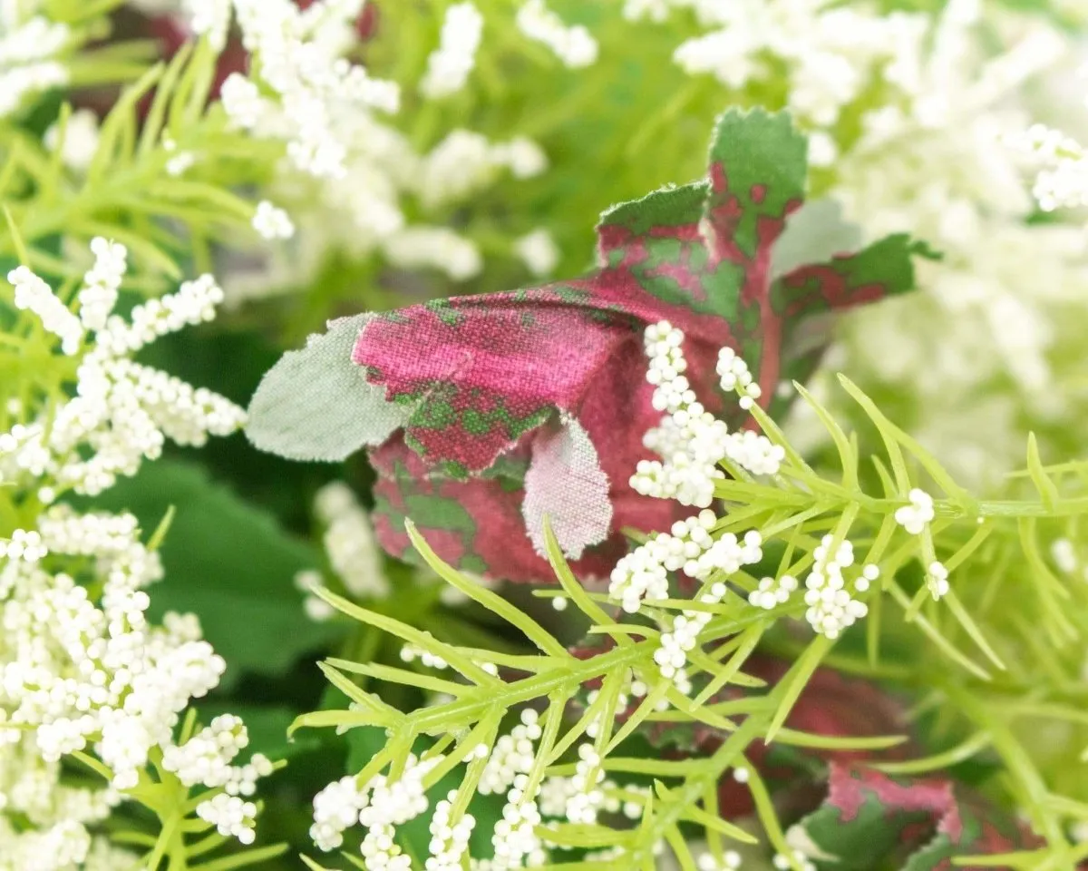 Gypsy Mix Bush
