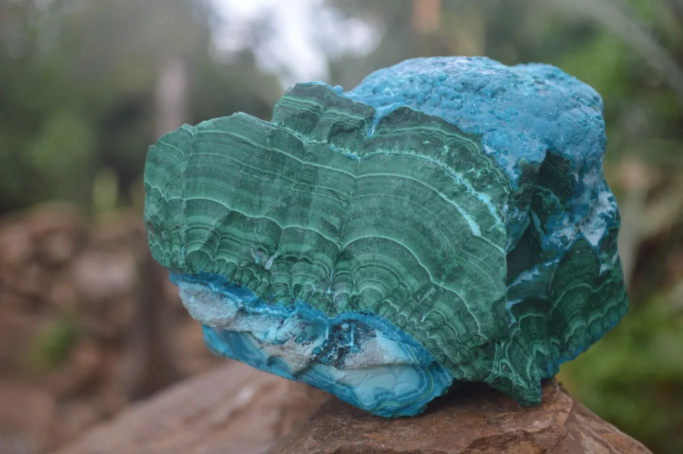 Natural Blue Chrysocolla On Silky Malachite Matrix Specimen x 1 From Kulukuluku, Congo