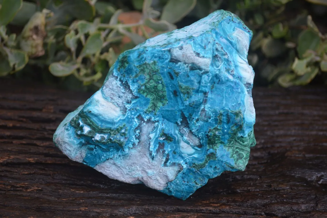 Natural Blue Chrysocolla On Silky Malachite Matrix Specimen x 1 From Kulukuluku, Congo