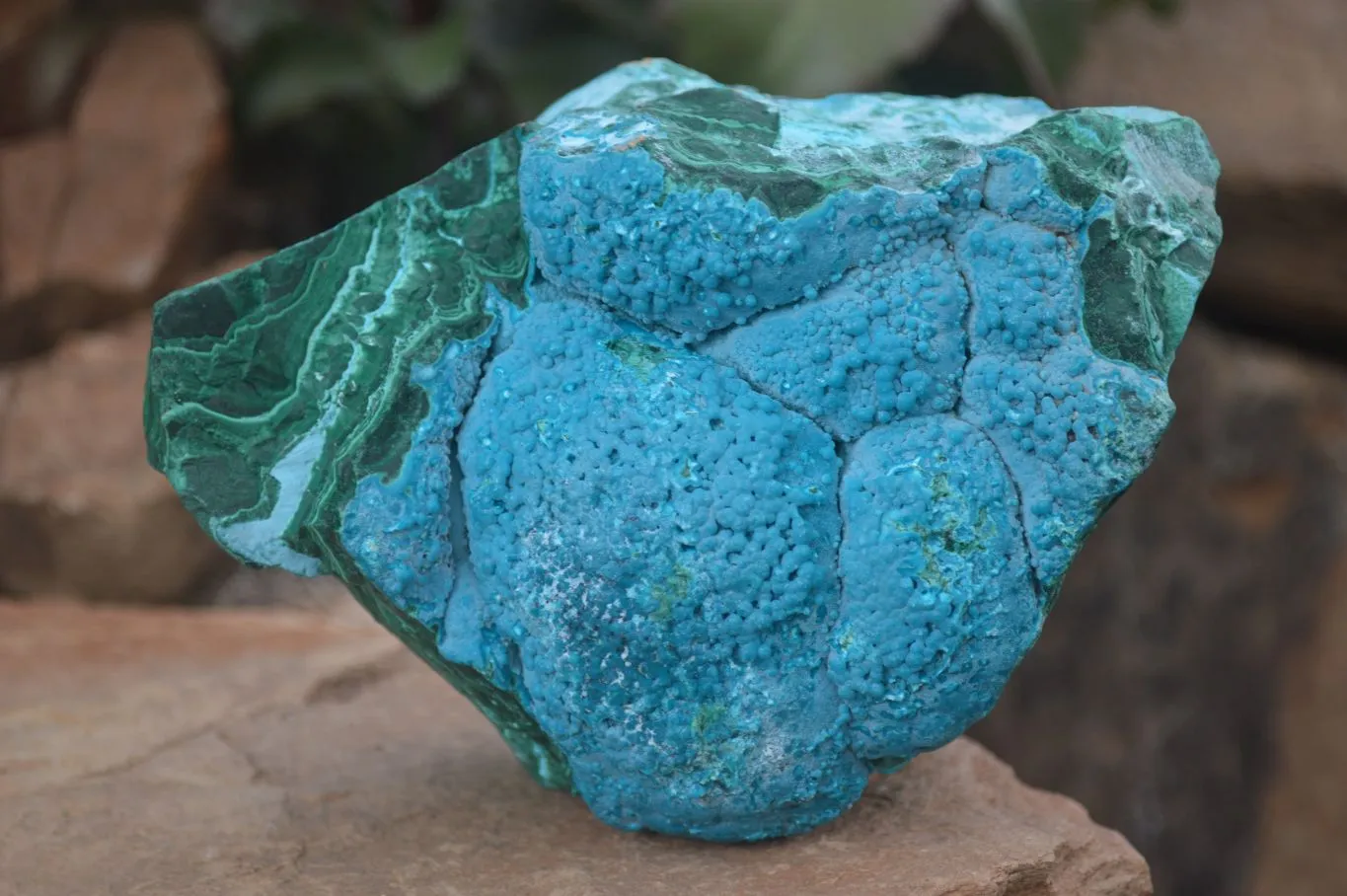 Natural Blue Chrysocolla On Silky Malachite Matrix Specimen x 1 From Kulukuluku, Congo