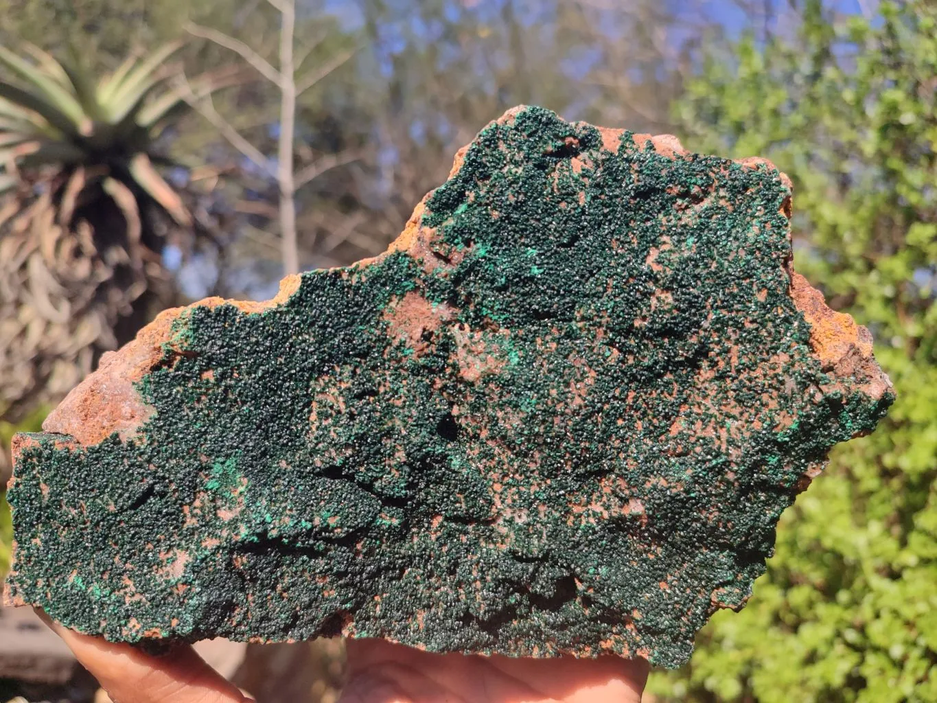 Natural Crystalline Micro Botryoidal Malachite Specimen  x 1 From Congo
