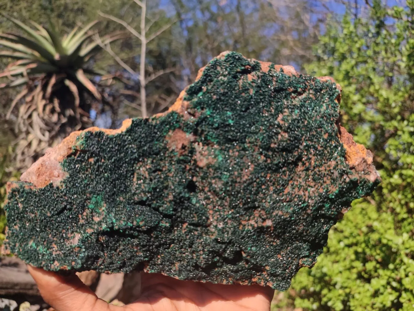 Natural Crystalline Micro Botryoidal Malachite Specimen  x 1 From Congo