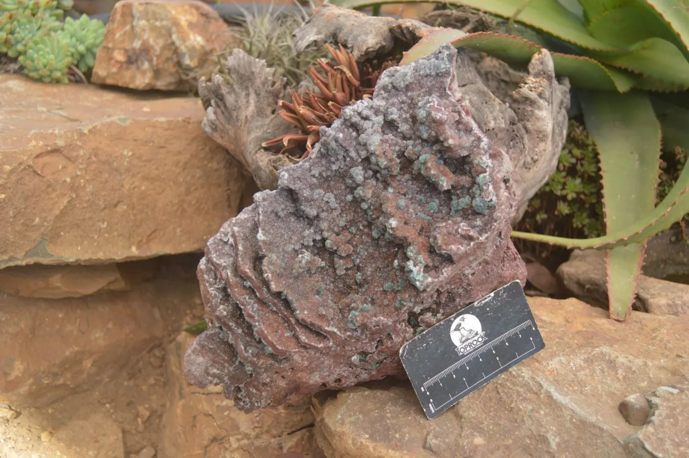 Natural Drusy Quartz Coated Ball Malachite On Red Copper Dolomite  x 1 From Likasi, Congo