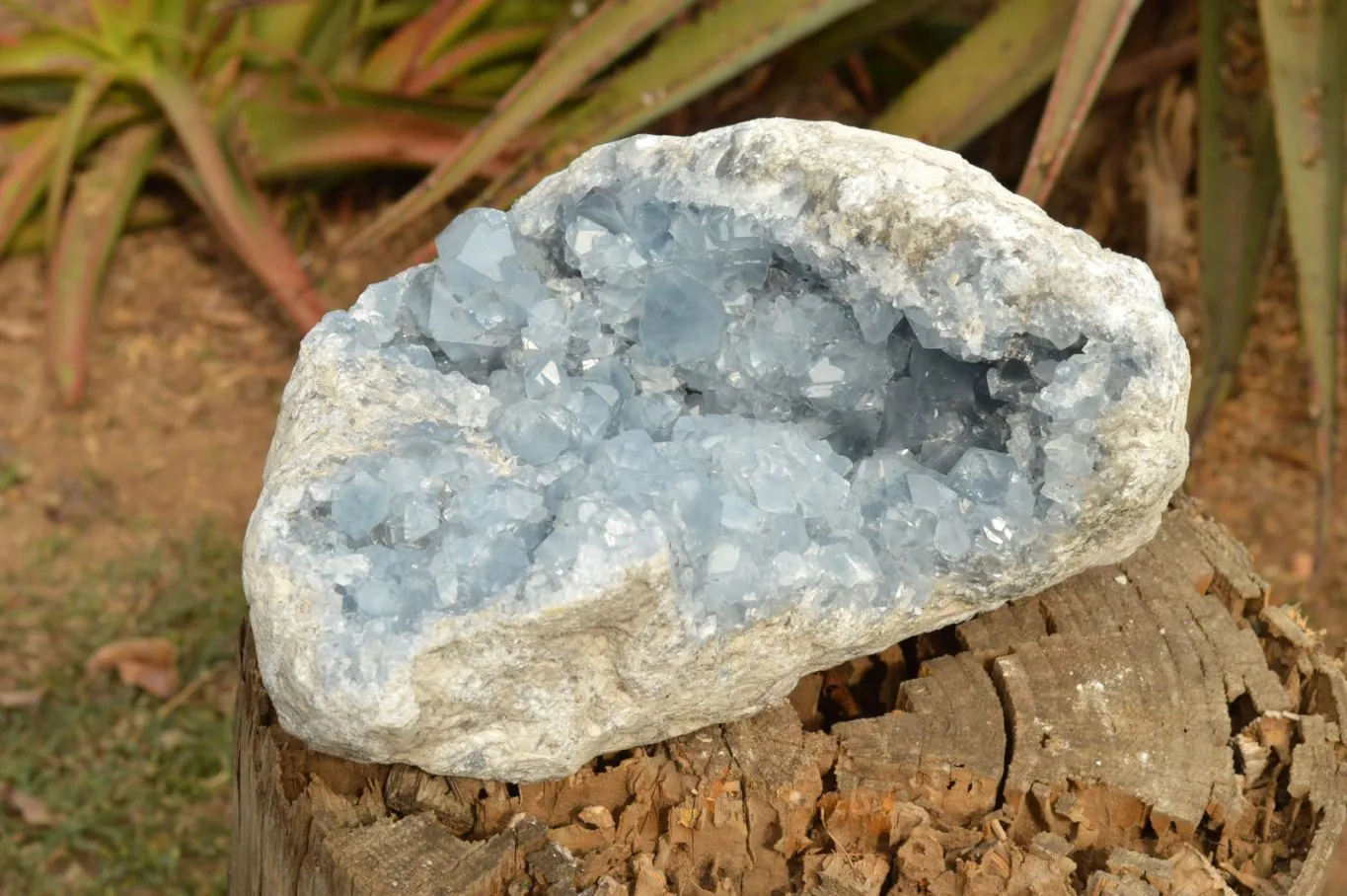 Natural Extra Large Blue Celestite Geode With Cubic Crystals  x 1 From Sakoany, Madagascar