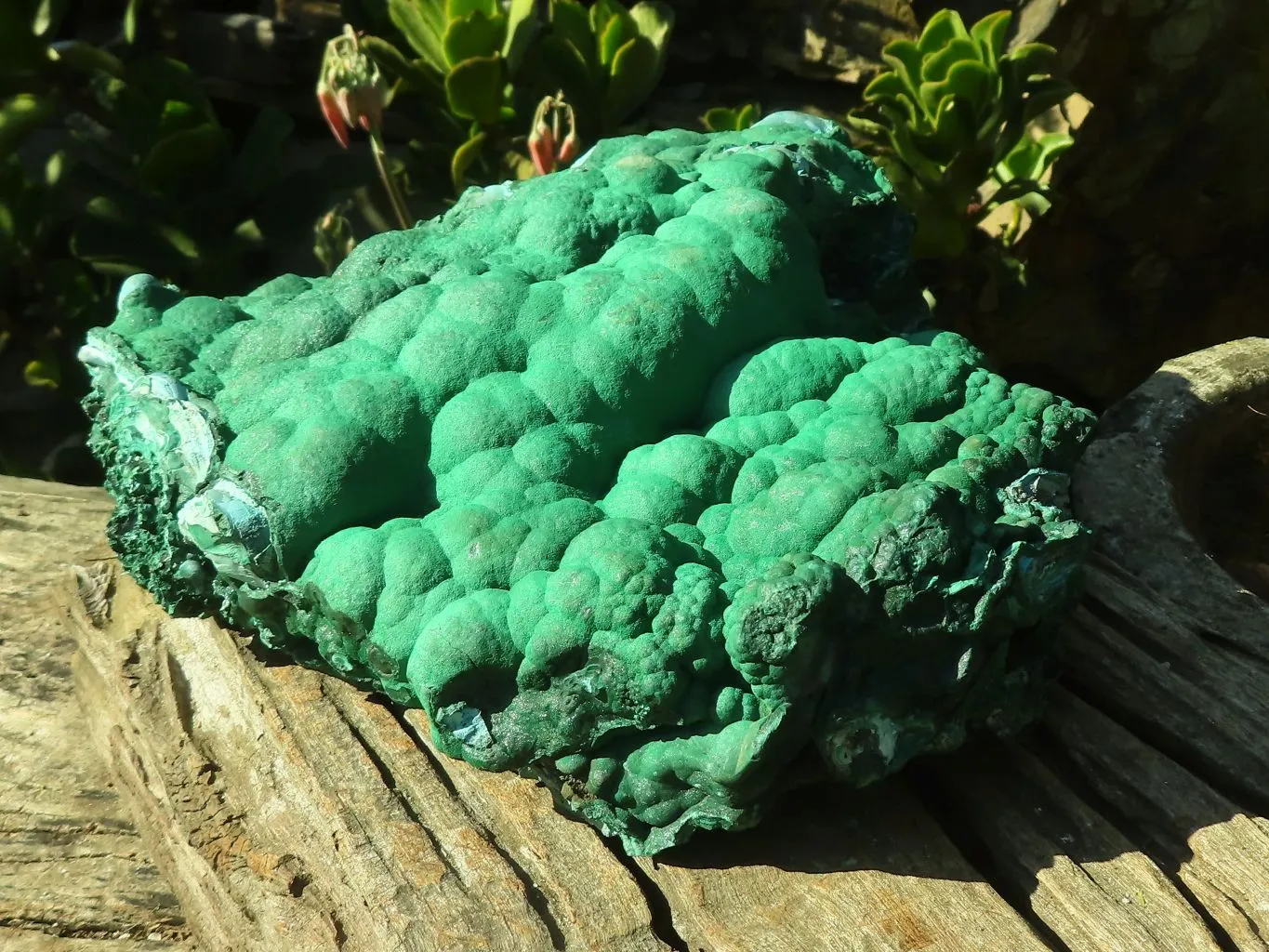 Natural Extra Large Botryoidal Malachite With Chrysocolla Specimen  x 1 From Kolwezi, Congo