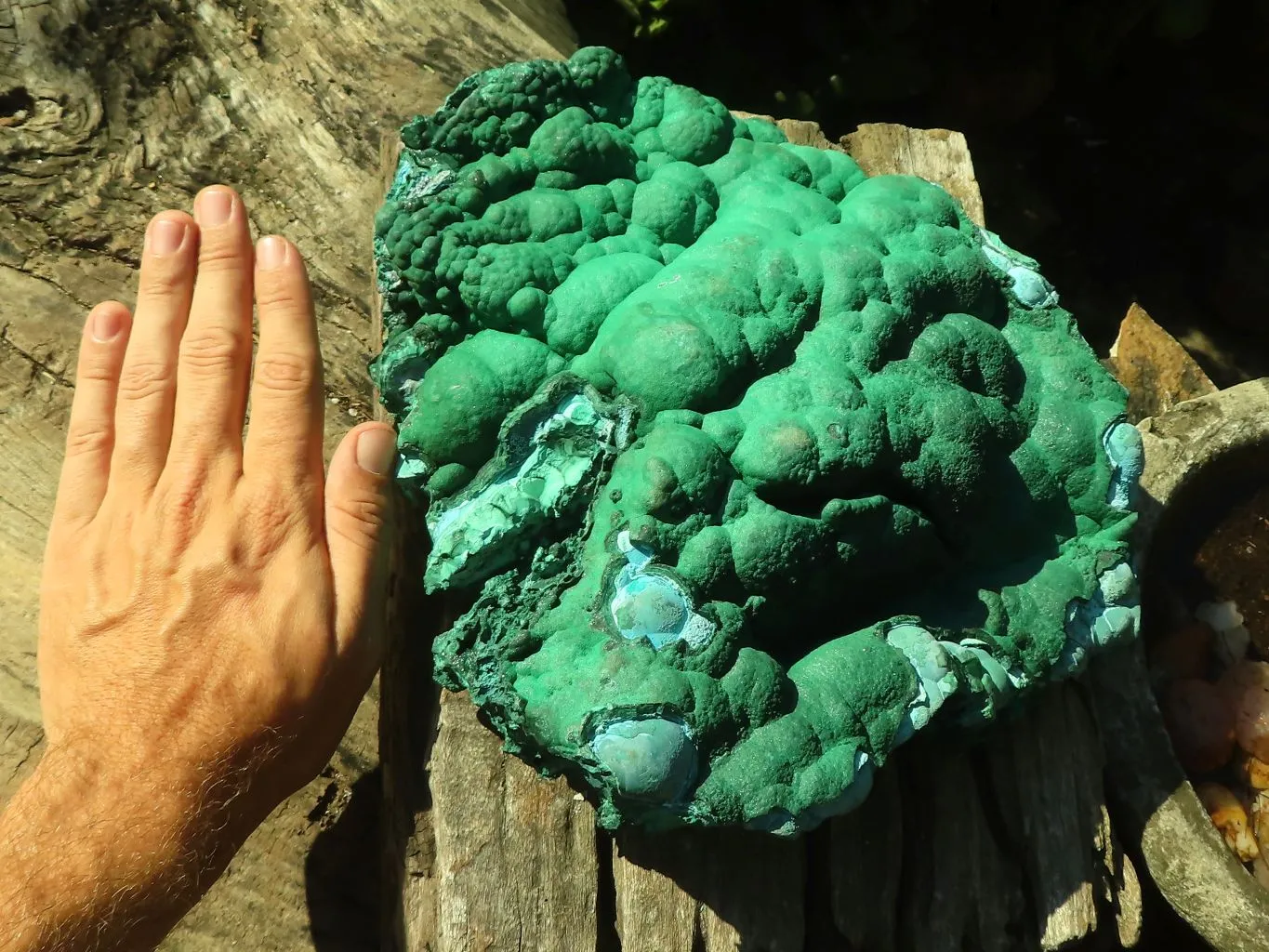 Natural Extra Large Botryoidal Malachite With Chrysocolla Specimen  x 1 From Kolwezi, Congo