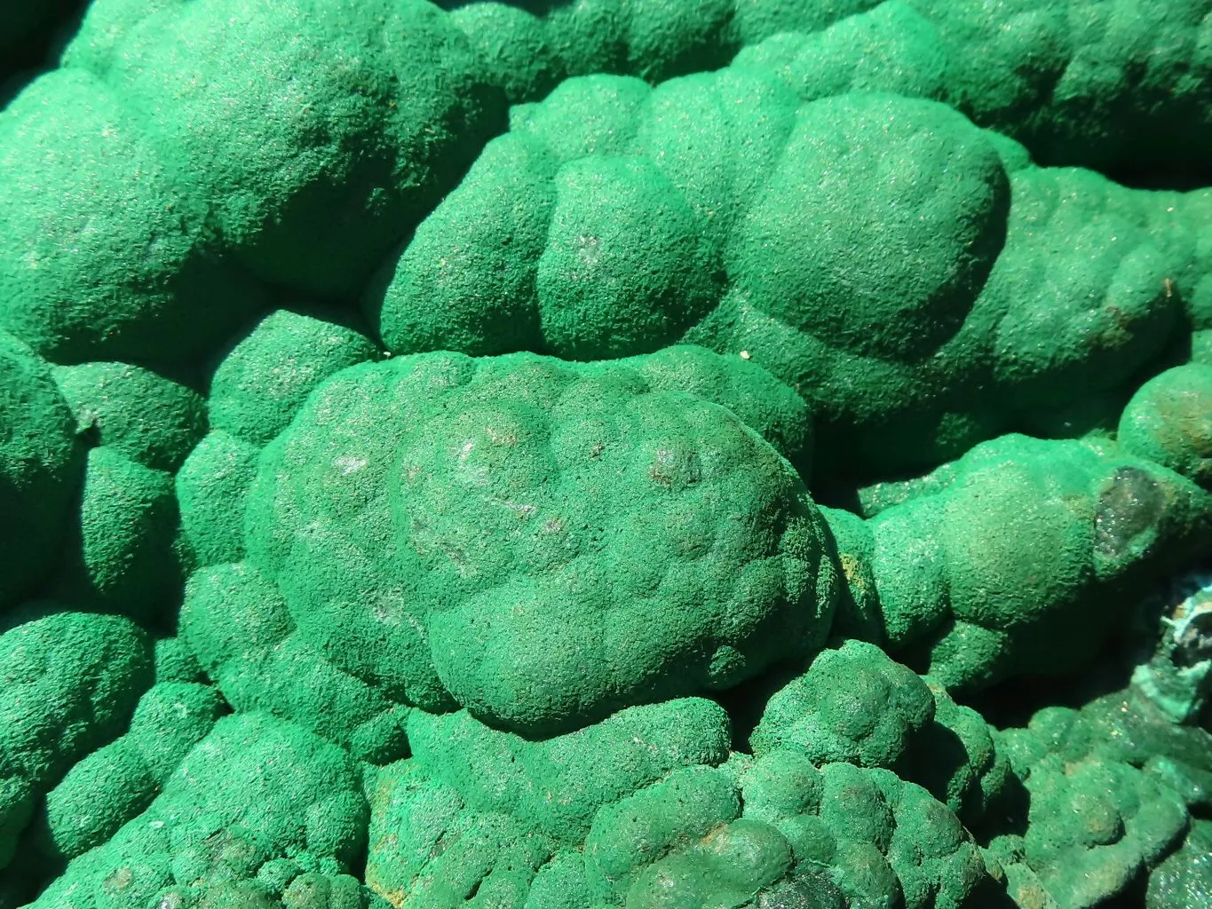 Natural Extra Large Botryoidal Malachite With Chrysocolla Specimen  x 1 From Kolwezi, Congo