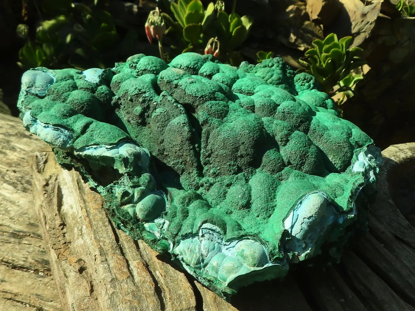 Natural Extra Large Botryoidal Malachite With Chrysocolla Specimen  x 1 From Kolwezi, Congo