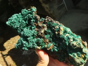 Natural Fibrous Acicular Silky Malachite Specimen  x 1 From Kasompe, Congo
