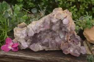 Natural Large Amethyst Crystal Specimen x 1 From Zambia