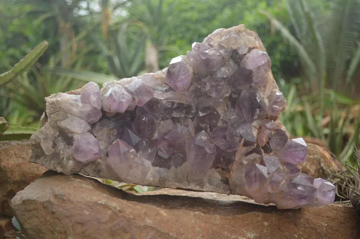 Natural Large Amethyst Crystal Specimen x 1 From Zambia
