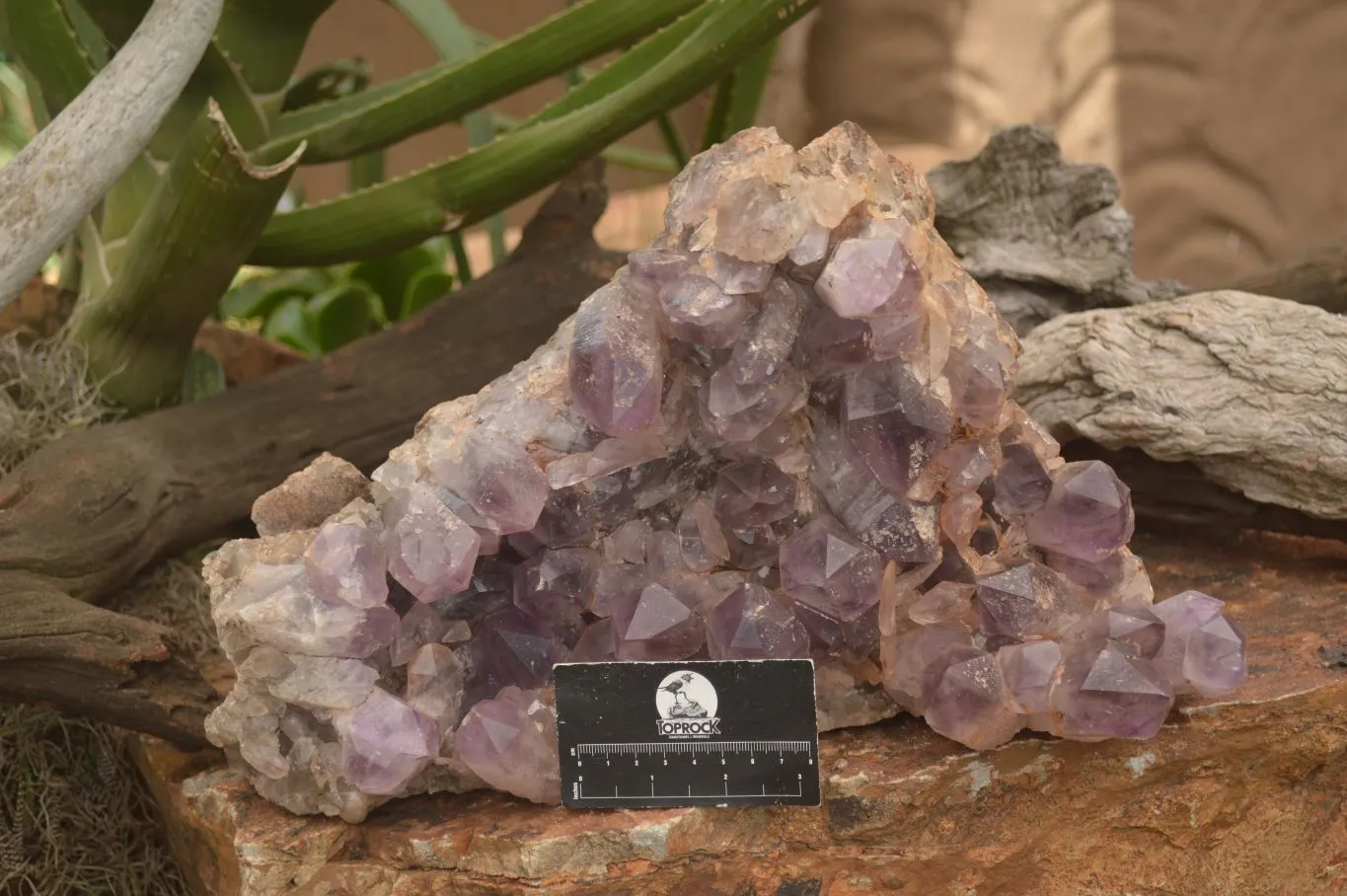 Natural Large Amethyst Crystal Specimen x 1 From Zambia