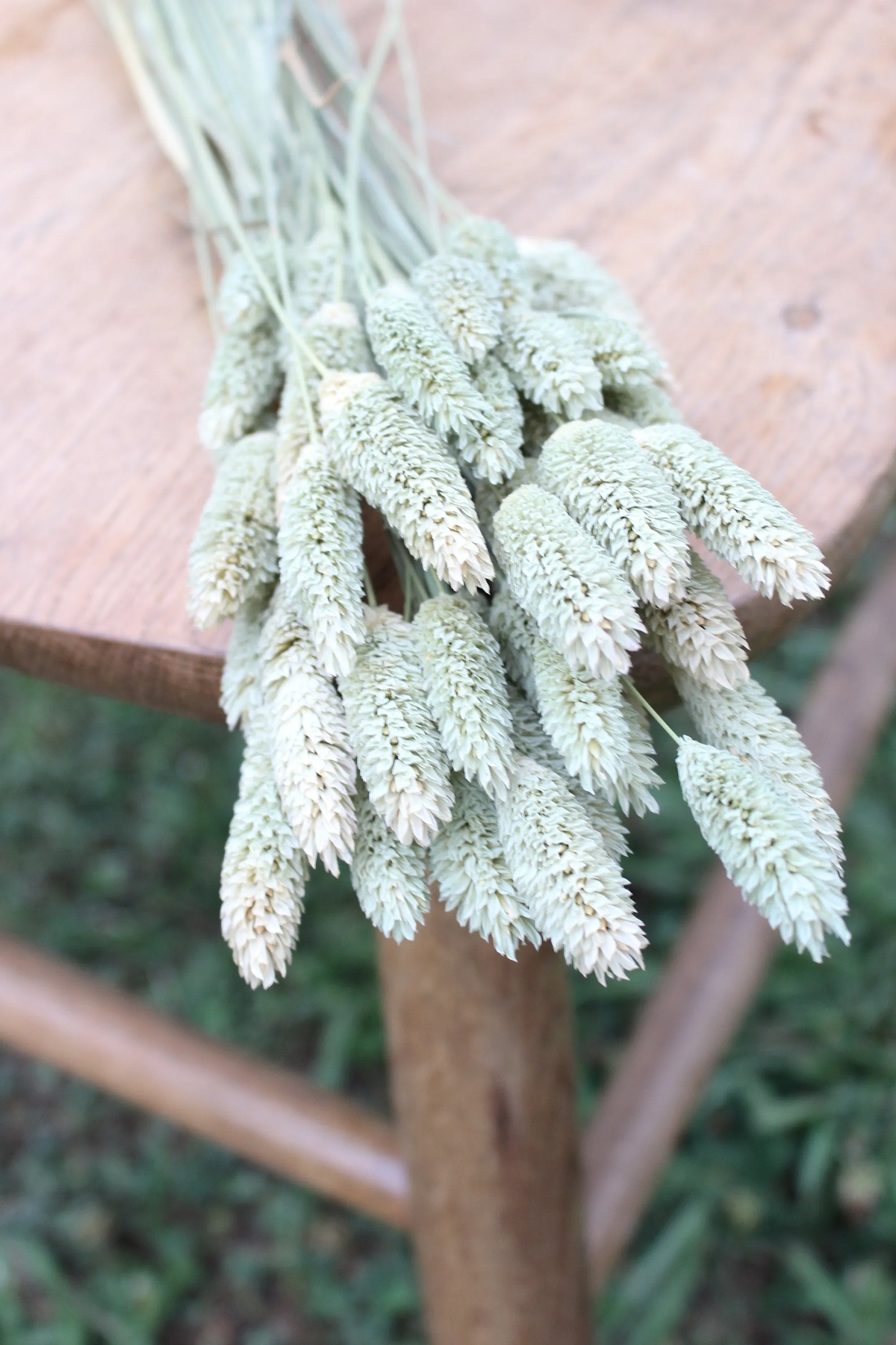 Natural Phalaris/ Textured Bunny Tails