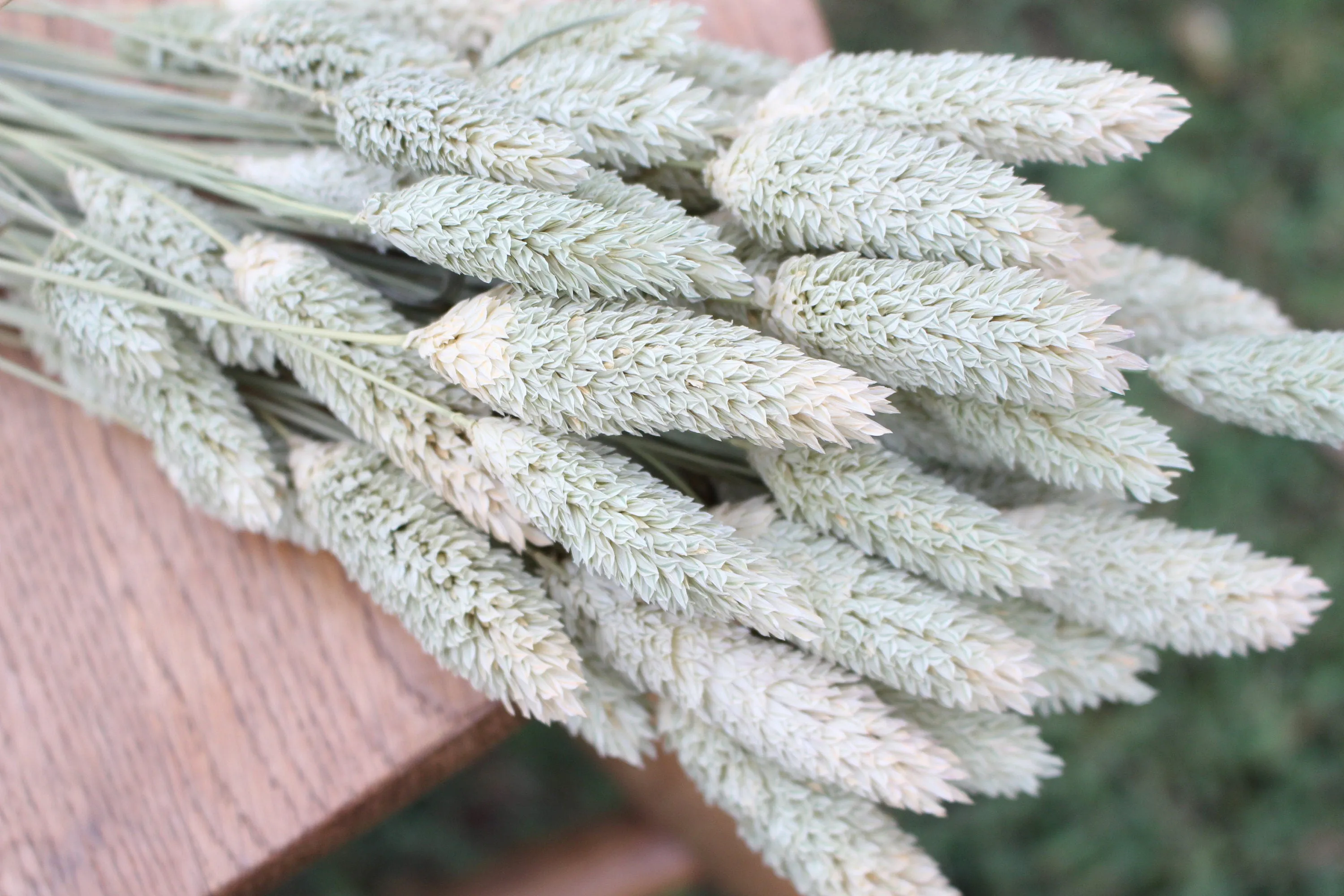 Natural Phalaris/ Textured Bunny Tails