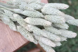Natural Phalaris/ Textured Bunny Tails