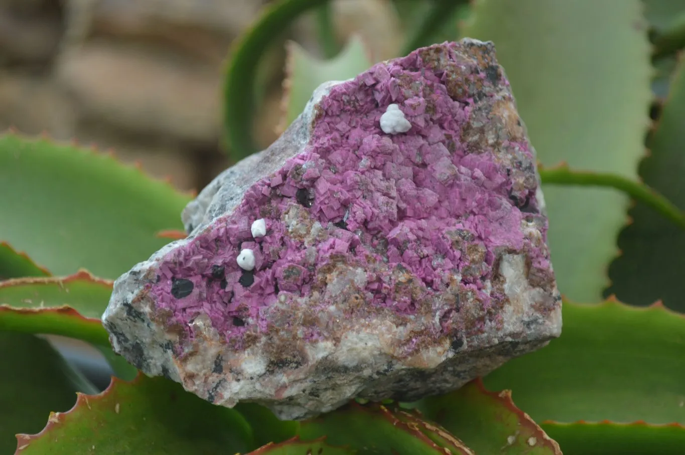 Natural Pink Salrose Cobaltion Dolomite Specimen x 1 From Kakanda, Congo