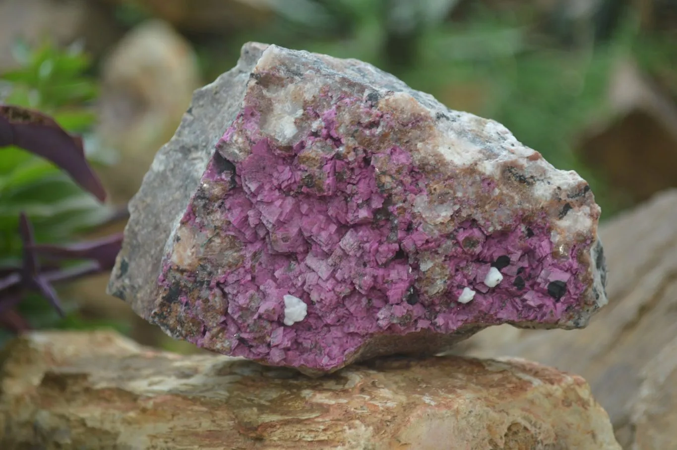 Natural Pink Salrose Cobaltion Dolomite Specimen x 1 From Kakanda, Congo