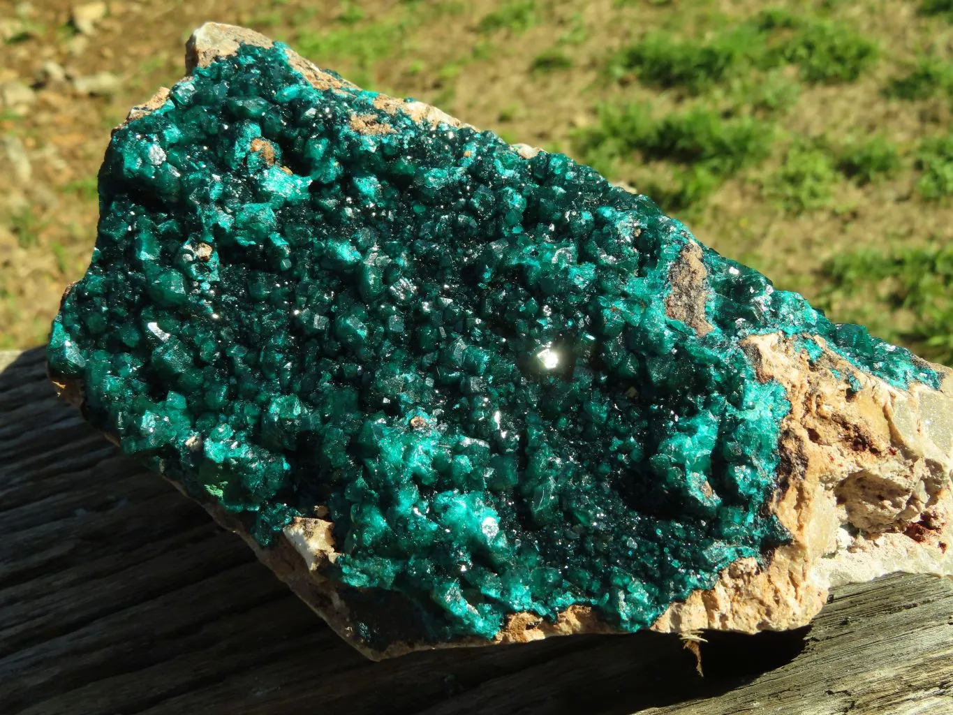 Natural XL Dioptase Cabinet Specimen With Shiny Emerald Green Crystals x 1 From Congo