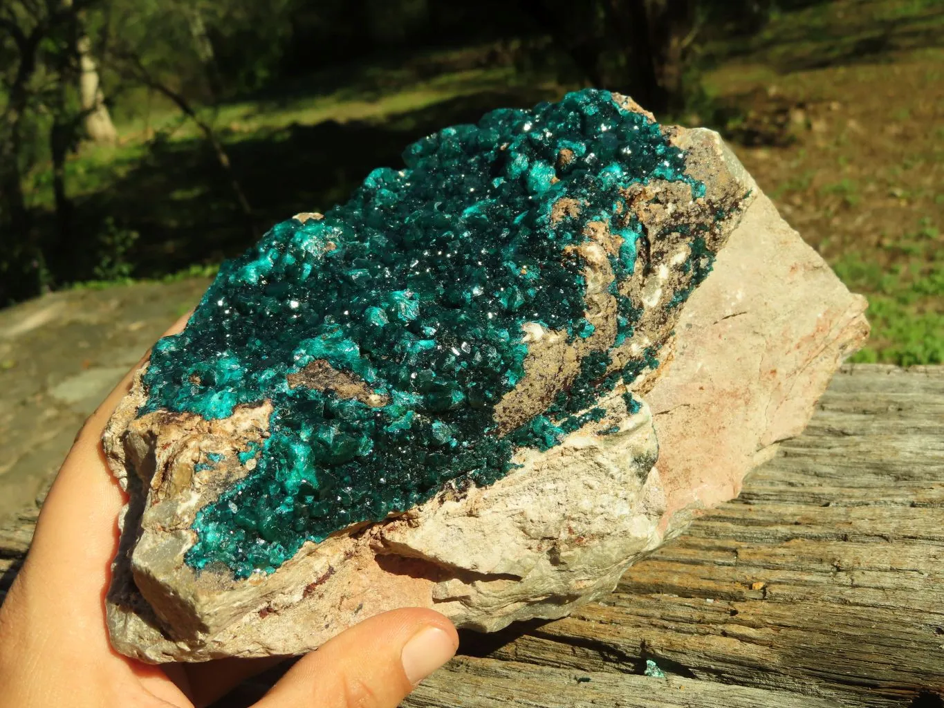 Natural XL Dioptase Cabinet Specimen With Shiny Emerald Green Crystals x 1 From Congo
