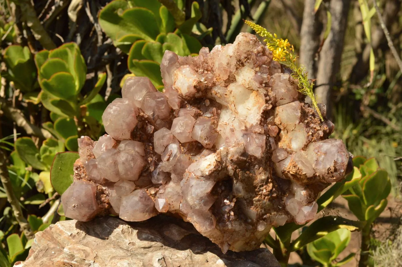Natural XXL Red Hematoid Quartz Cluster x 1 From Karoi, Zimbabwe