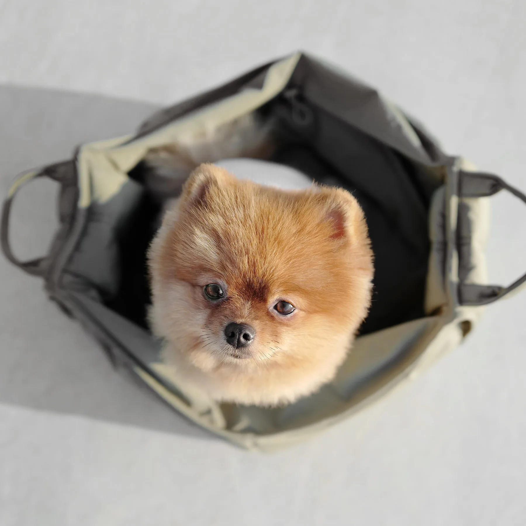 OLLA - Petitie Pet Carrycot