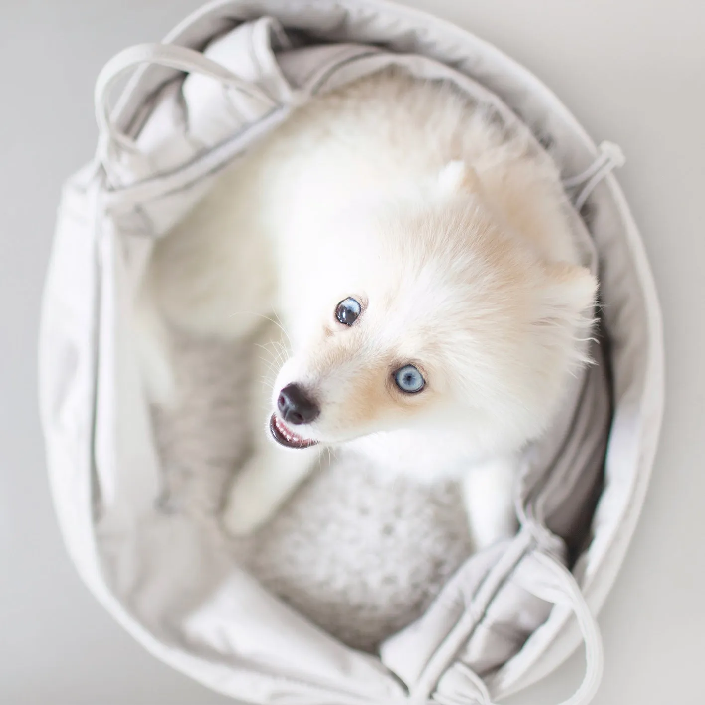 OLLA - Petitie Pet Carrycot