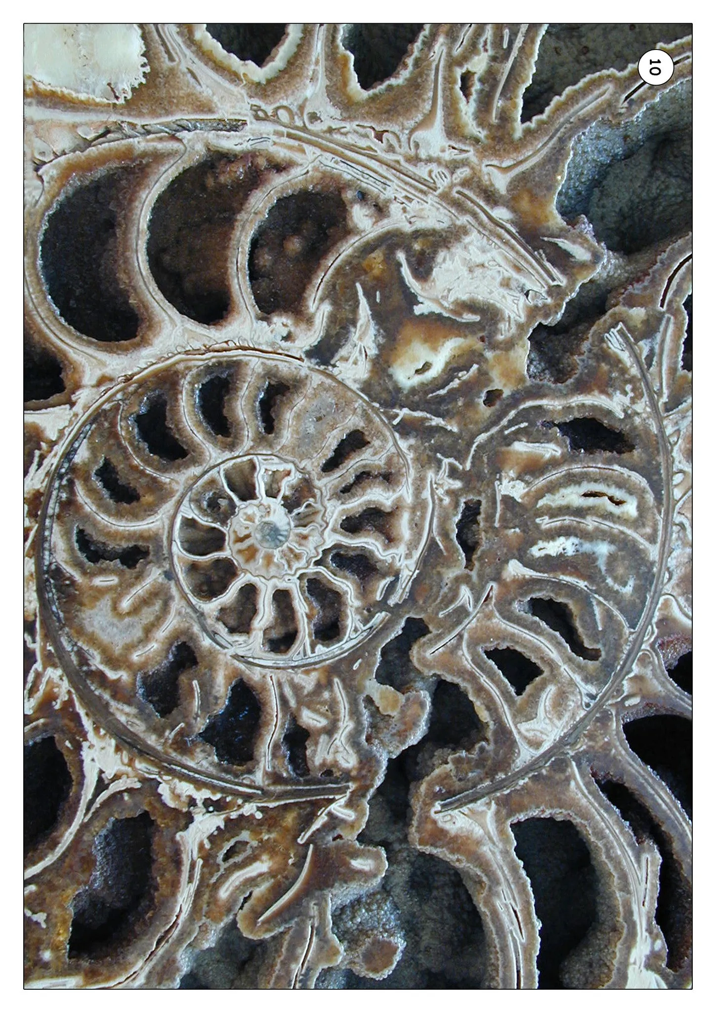 Patterns In Nature Photo Pack Digital Download