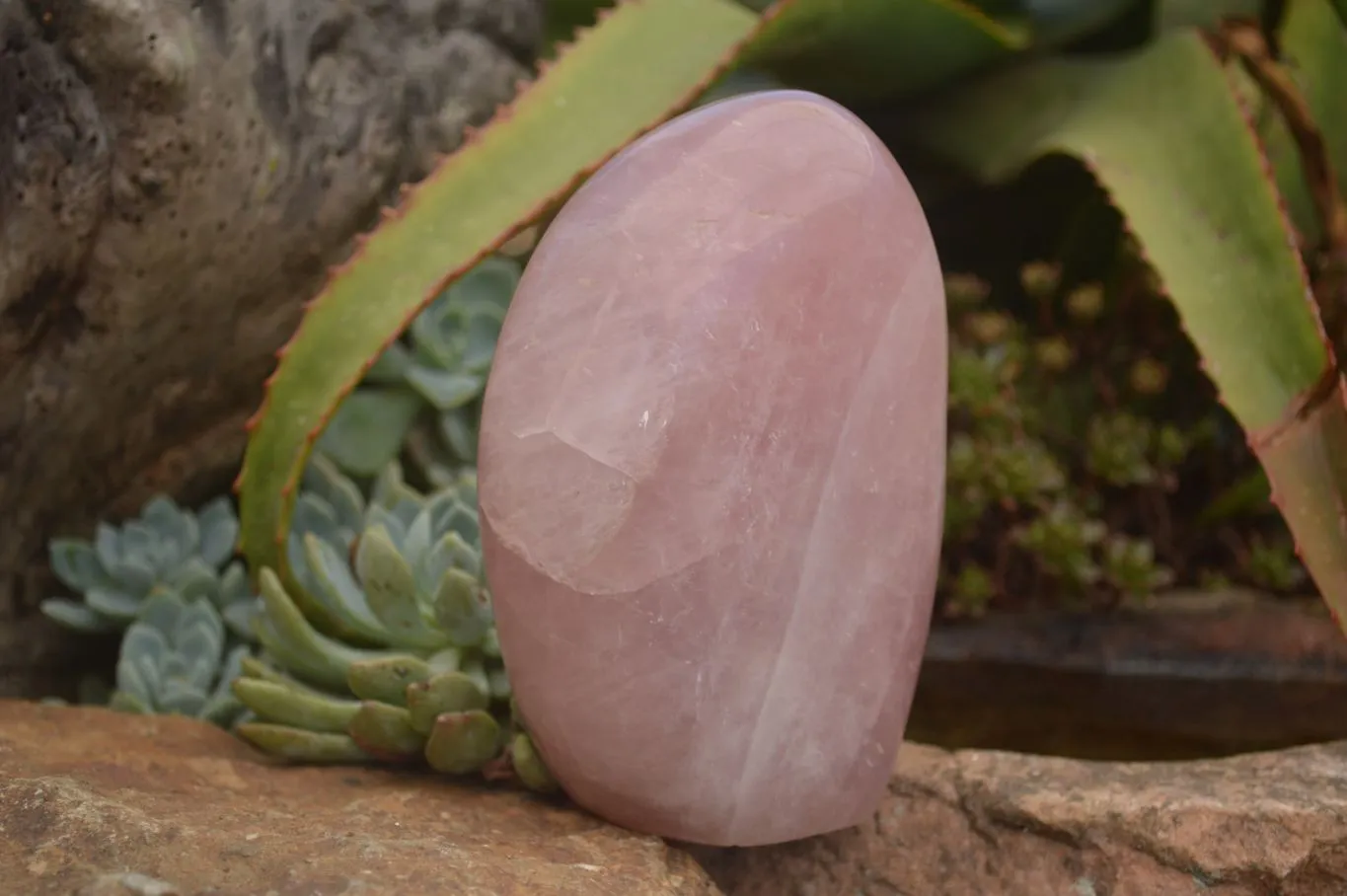 Polished Gemmy Pink Rose Quartz Standing Free Form x 1 From Ambatondrazaka, Madagascar