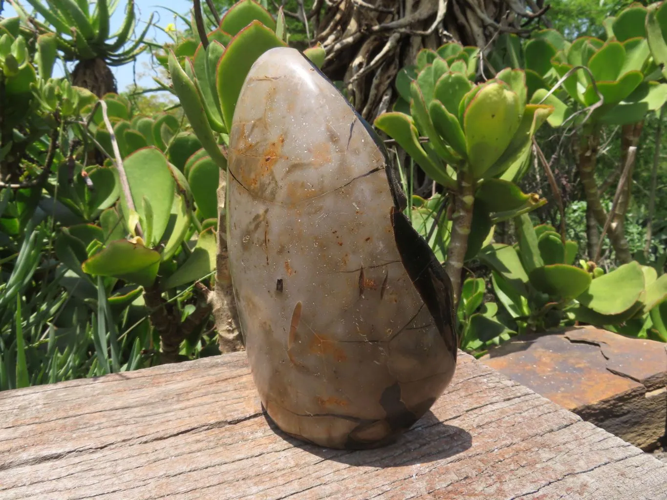 Polished Septerye Sauvage Display Piece x 1 From Mahaganja, Madagascar