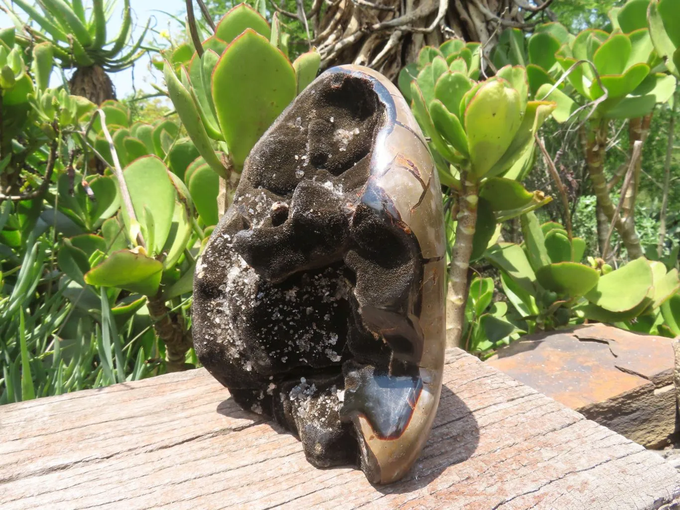 Polished Septerye Sauvage Display Piece x 1 From Mahaganja, Madagascar