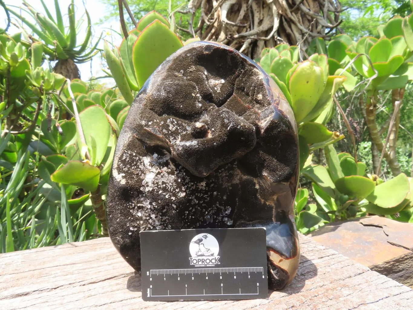 Polished Septerye Sauvage Display Piece x 1 From Mahaganja, Madagascar