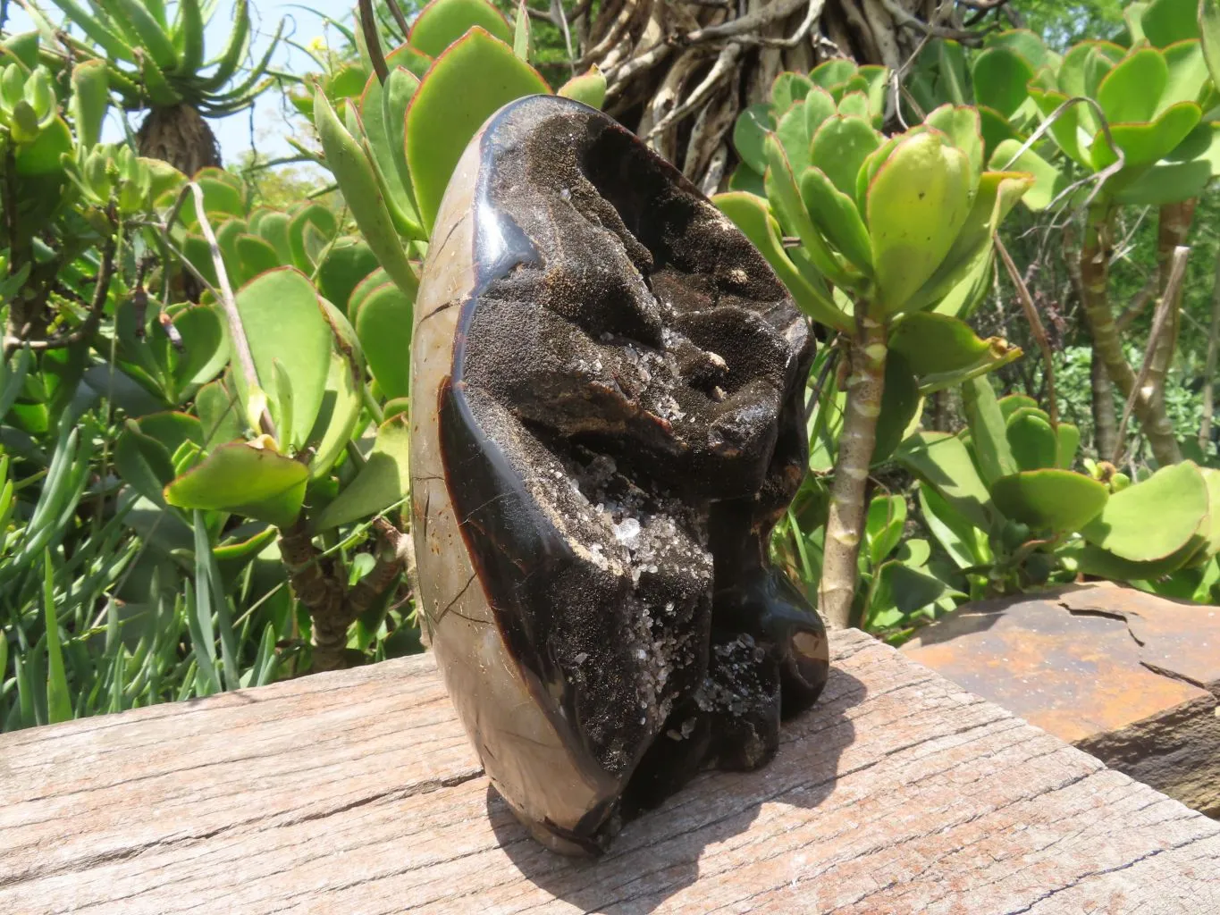 Polished Septerye Sauvage Display Piece x 1 From Mahaganja, Madagascar
