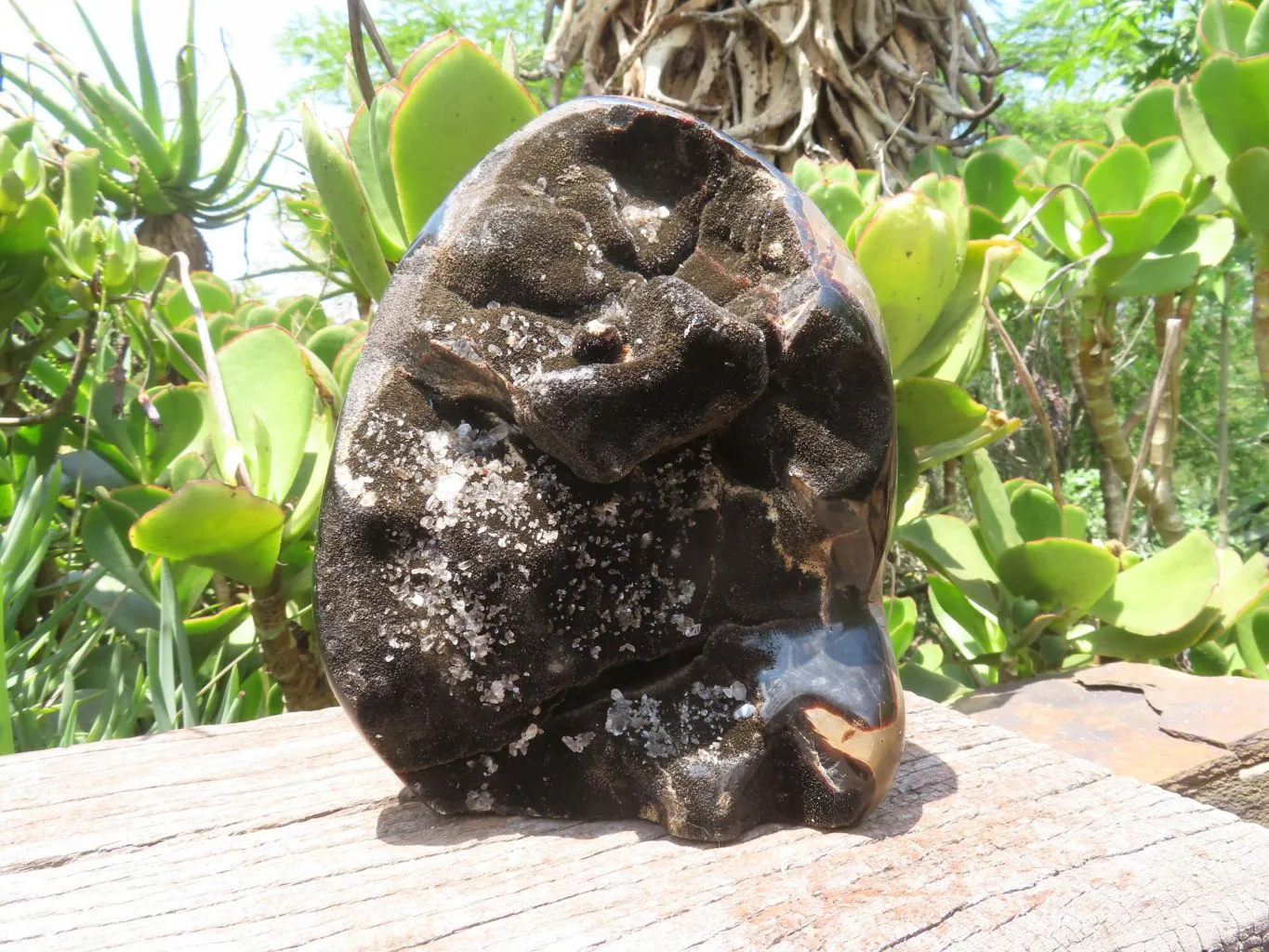 Polished Septerye Sauvage Display Piece x 1 From Mahaganja, Madagascar