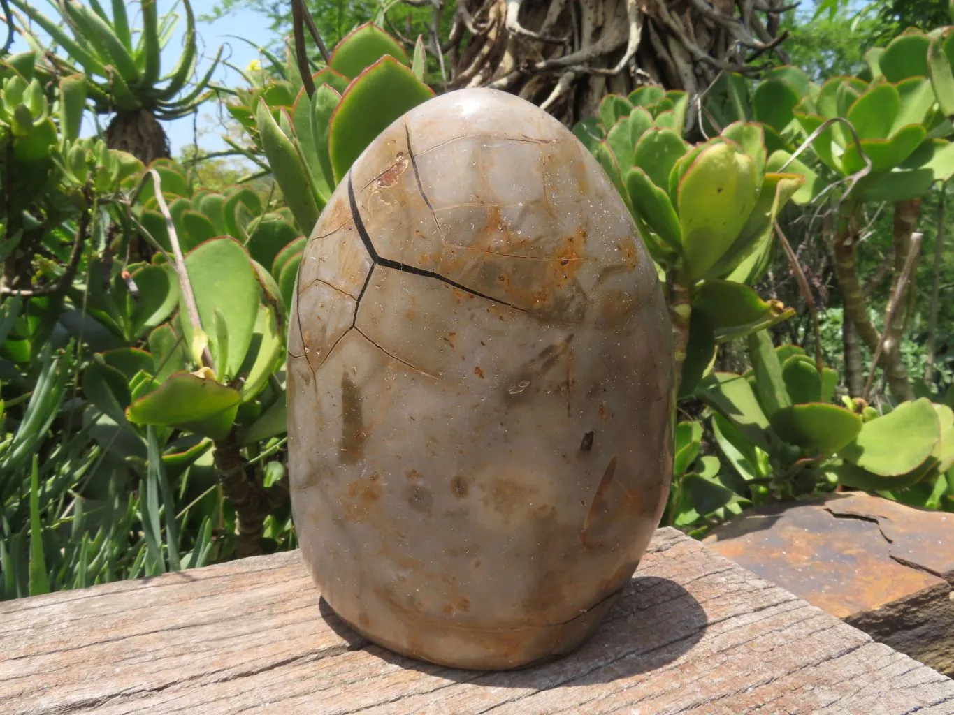 Polished Septerye Sauvage Display Piece x 1 From Mahaganja, Madagascar