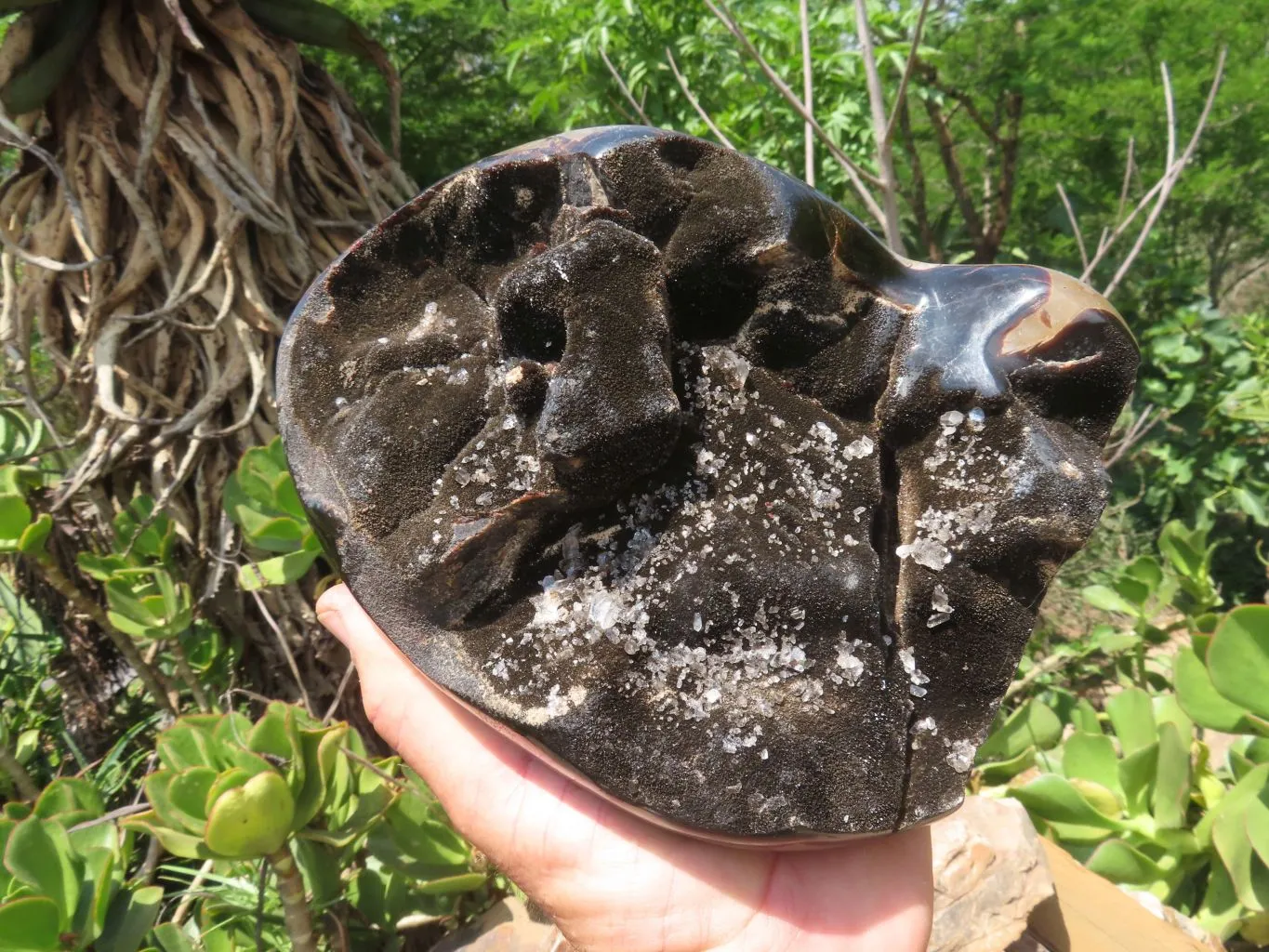 Polished Septerye Sauvage Display Piece x 1 From Mahaganja, Madagascar