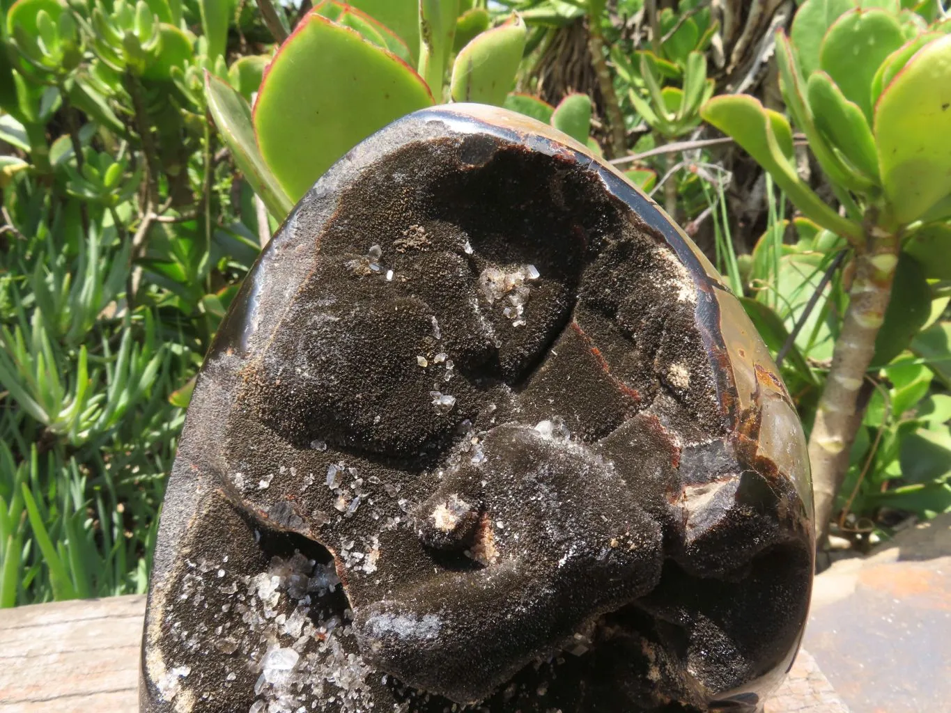 Polished Septerye Sauvage Display Piece x 1 From Mahaganja, Madagascar