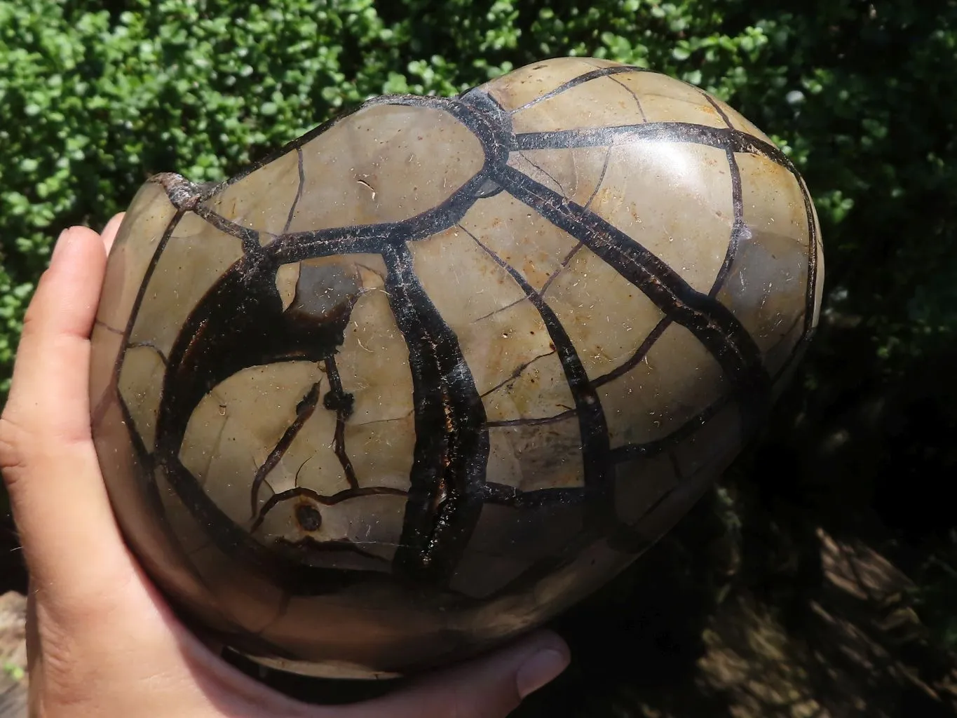 Polished Septerye Sauvage "Dragons Egg" Geode x 1 From Mahajanga, Madagascar