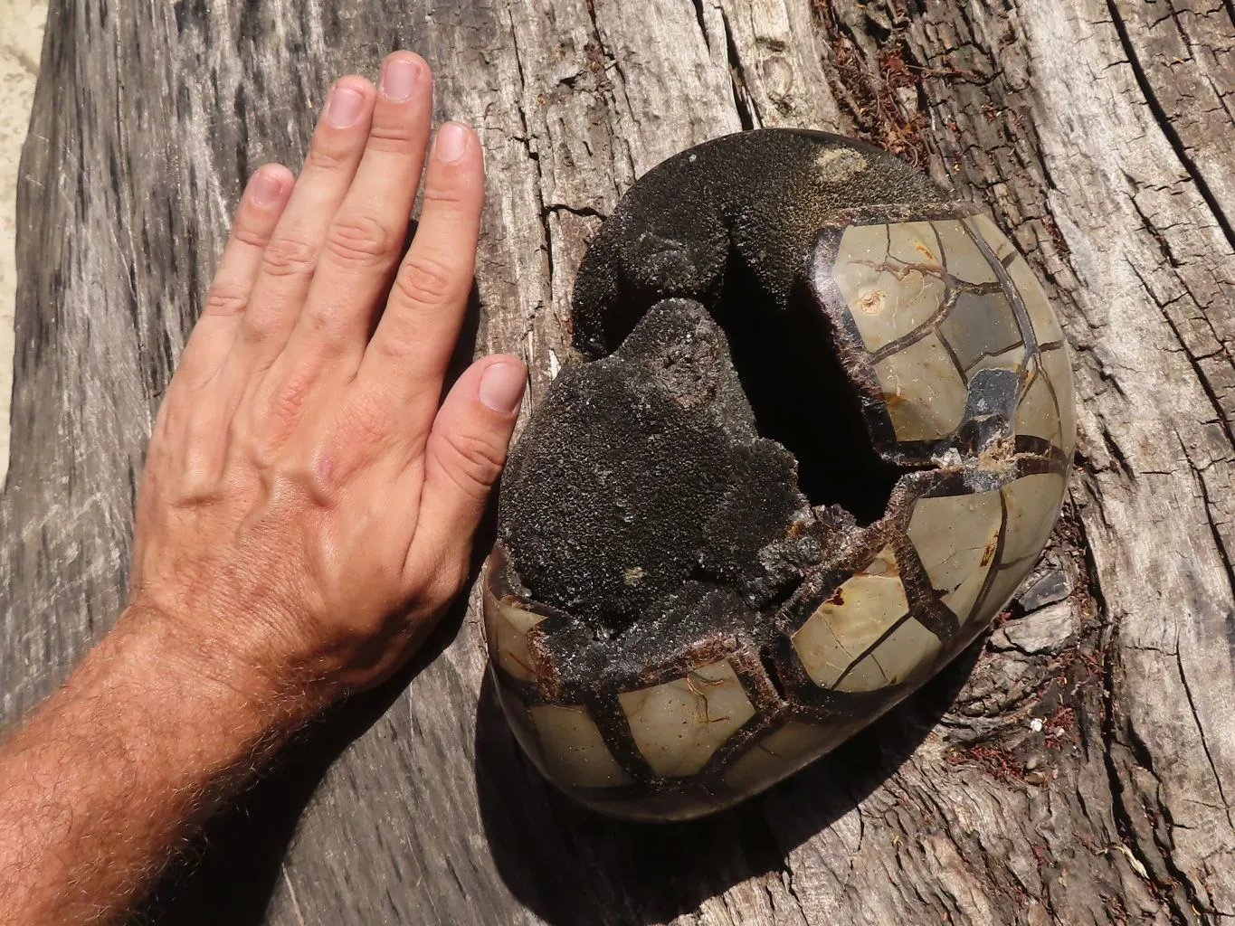 Polished Septerye Sauvage "Dragons Egg" Geode x 1 From Mahajanga, Madagascar