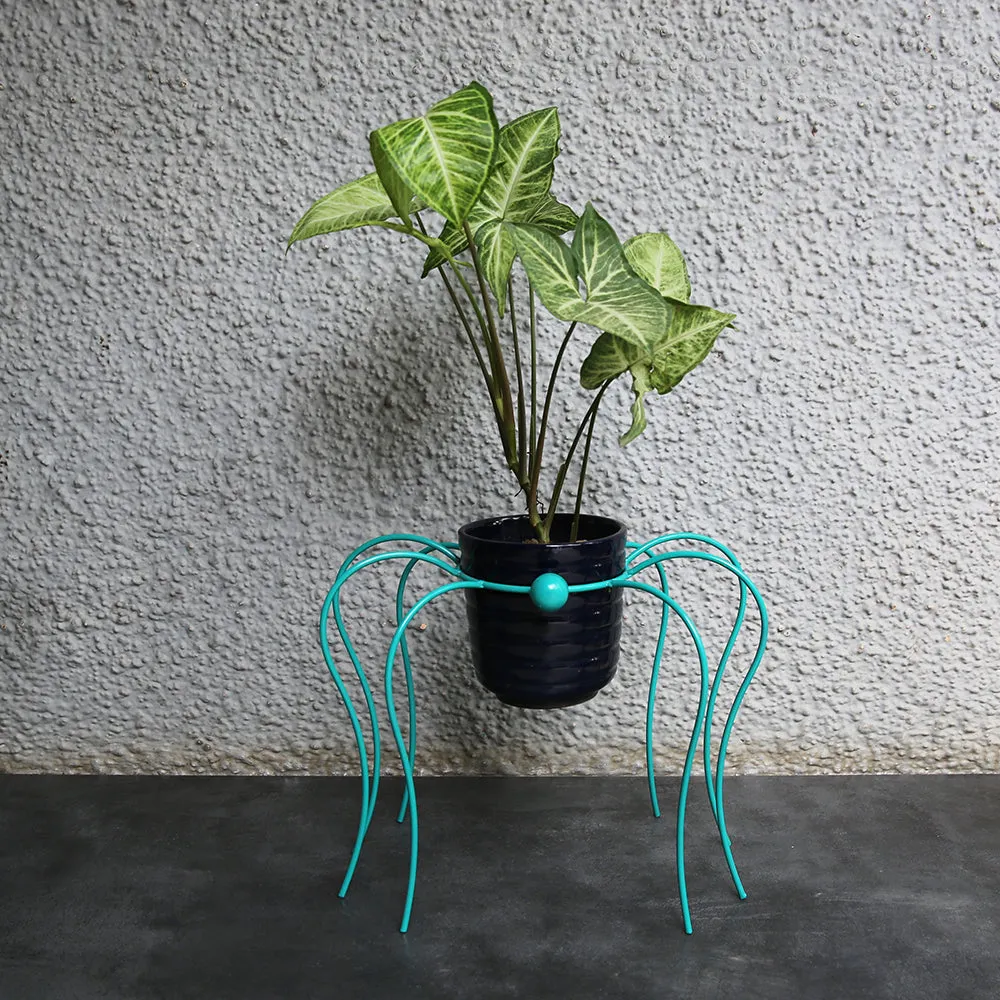 Spider Planter