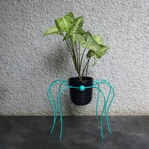 Spider Planter