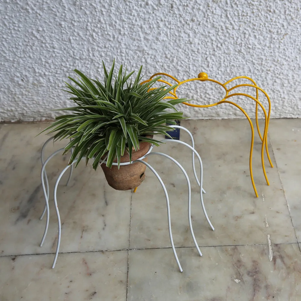 Spider Planter