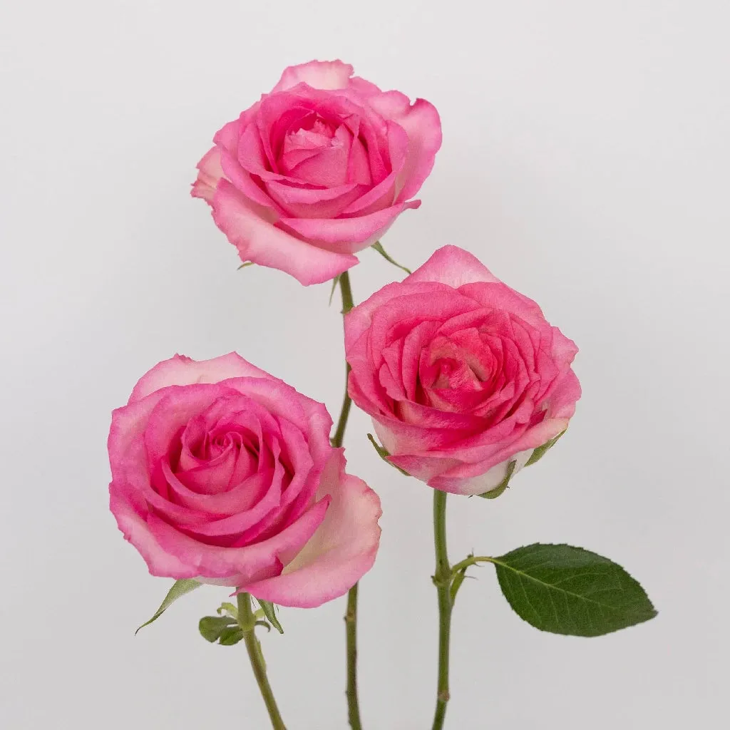 Sweet Unique Pink Rose