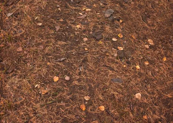 Woods Path Floor-rf