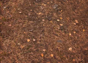 Woods Path Floor-rf